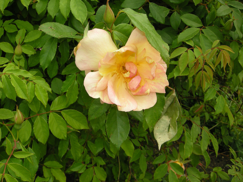 Chinesische Rose Mutabilis (histor., vor 1894)