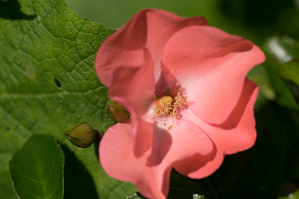 Bodendeckerrose Lienz Rose (2006)