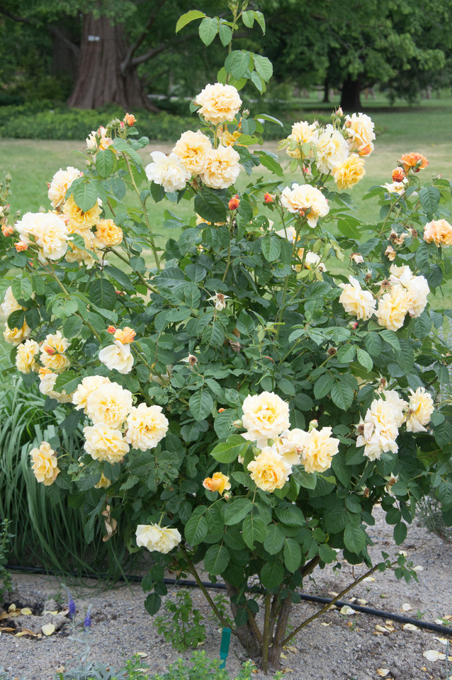 Strauchrose Postillion (1998)