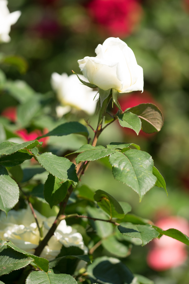 Edelrose White Perfumella