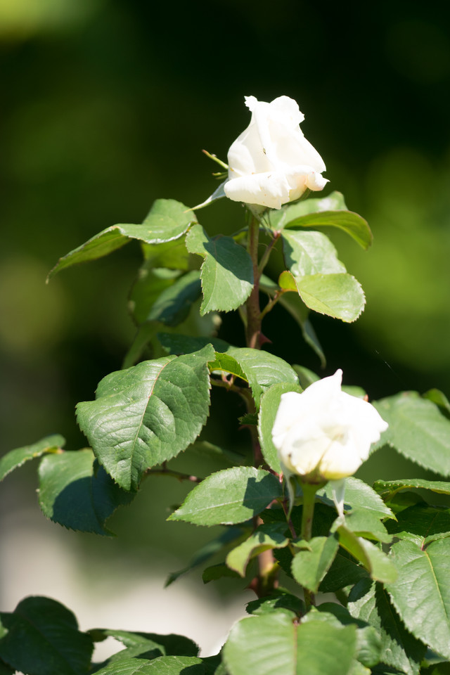 Edelrose White Perfumella