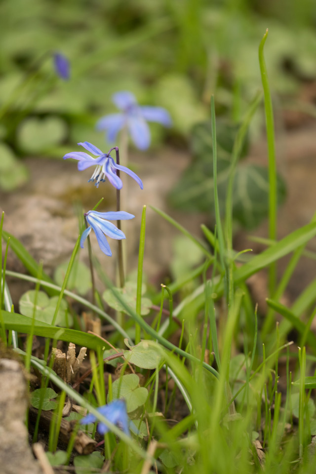 Sibirischer Blaustern