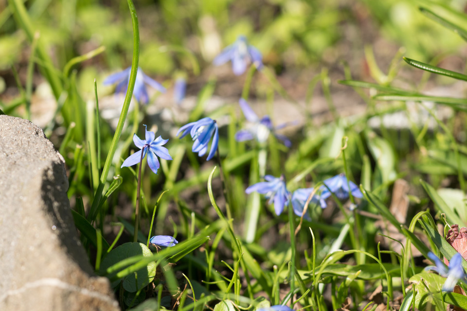 Sibirischer Blaustern