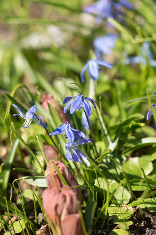 Sibirischer Blaustern