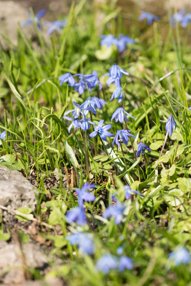 Sibirischer Blaustern