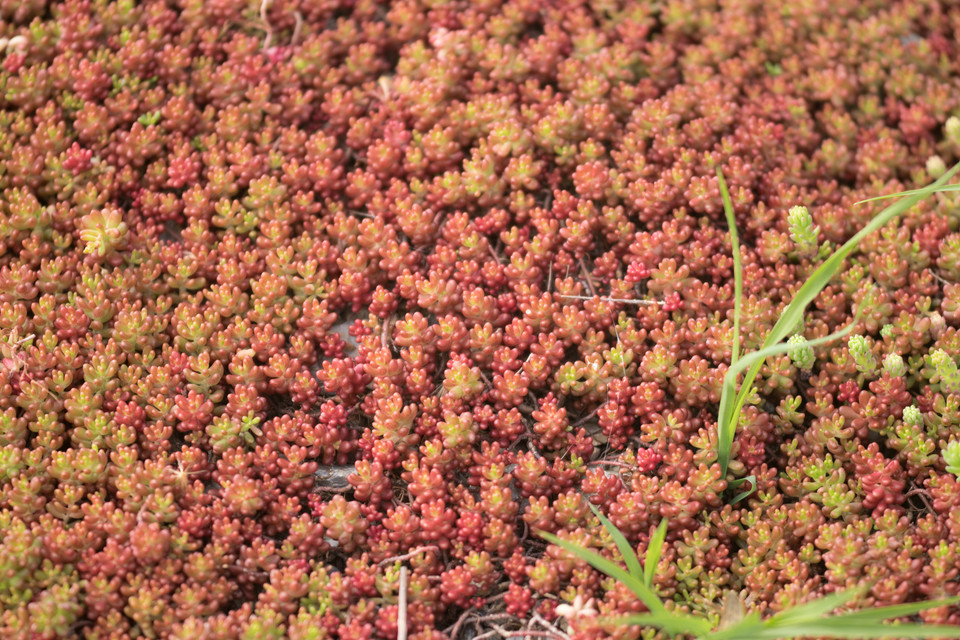 Rotmoos-Mauerpfeffer Coral Carpet