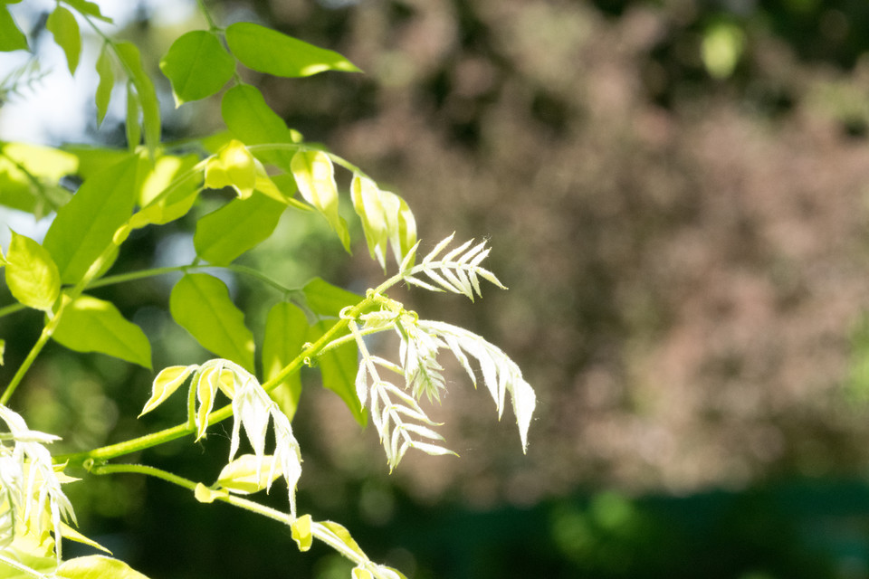 Japanischer Schnurbaum Pendulum