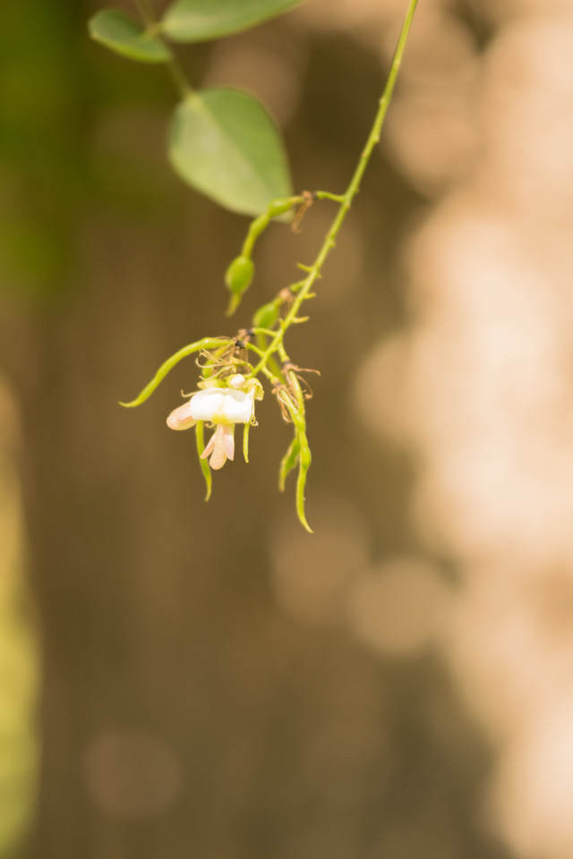 Japanischer Schnurbaum Pendulum