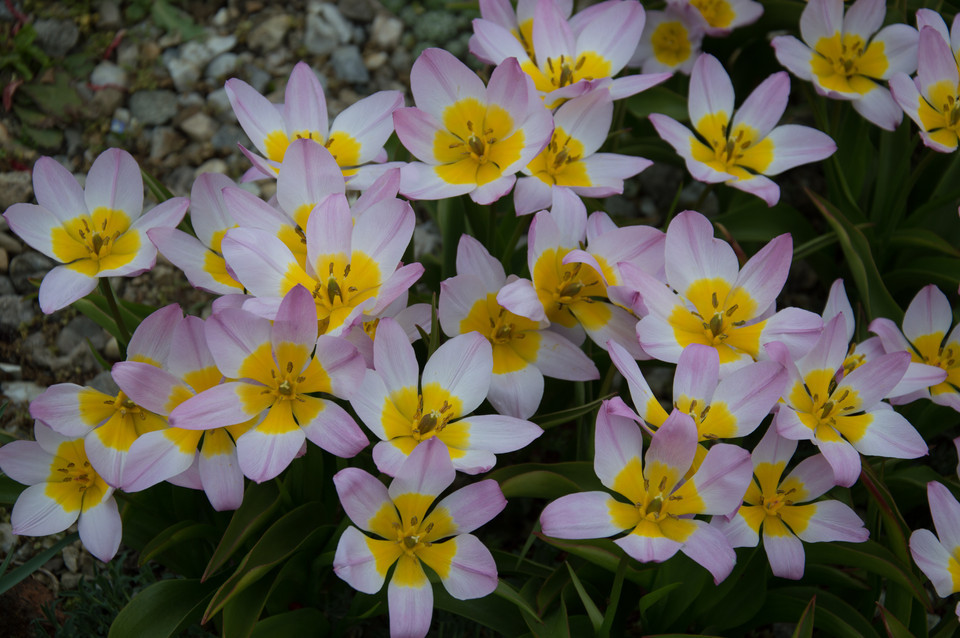 Botanische Tulpe (Felsen-Tulpe) Lilac Wonder
