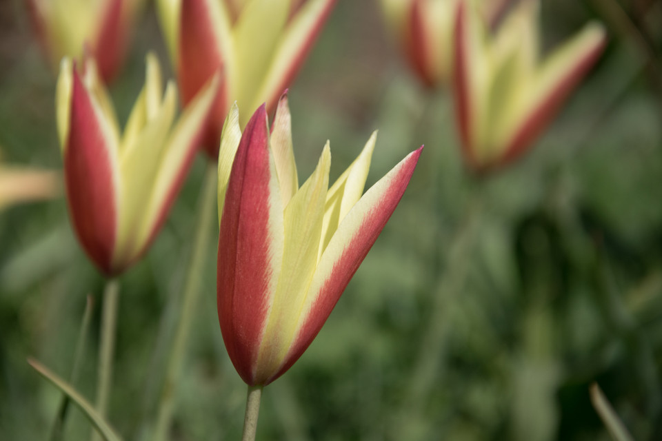 Botanische Tulpe (Damen-Tulpe) Cynthia