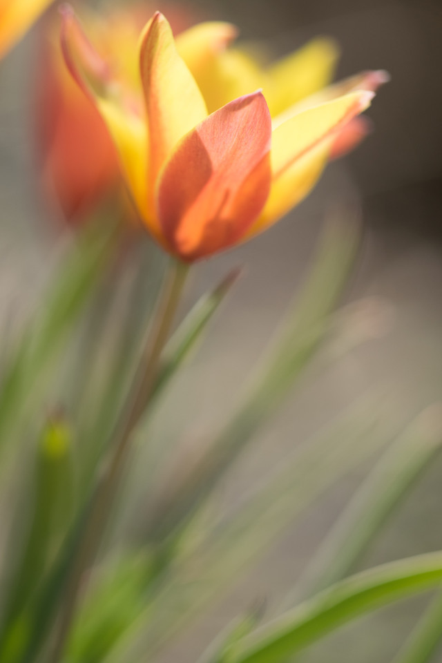 Botanische Tulpe (Damen-Tulpe)