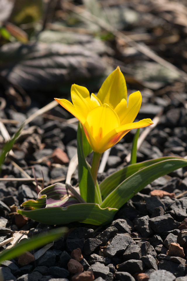 Botanische Tulpe (Damen-Tulpe)