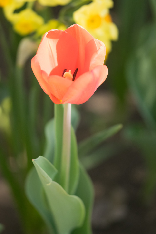 Garten-Tulpe Sorten