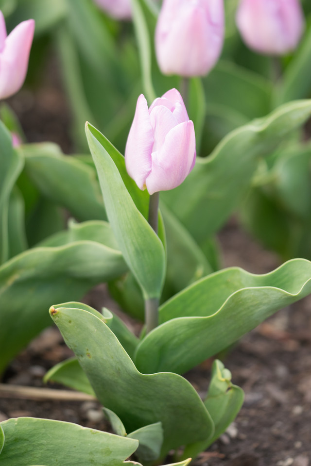 Frühe Garten-Tulpe Sorten