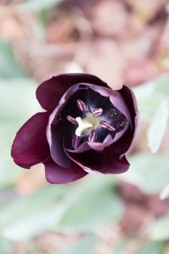Späte Garten-Tulpe Sorten