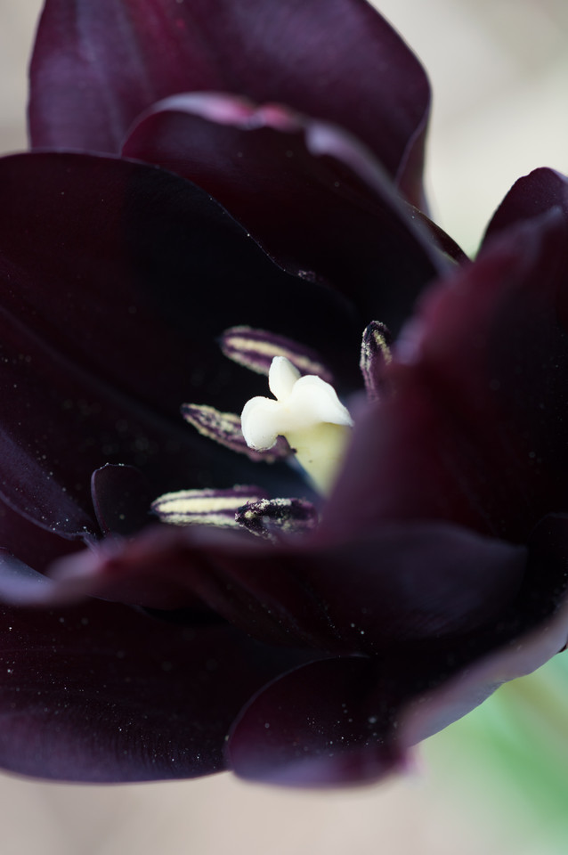 Späte Garten-Tulpe Sorten