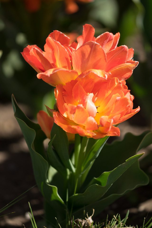 Gefüllte Garten-Tulpe Sorten
