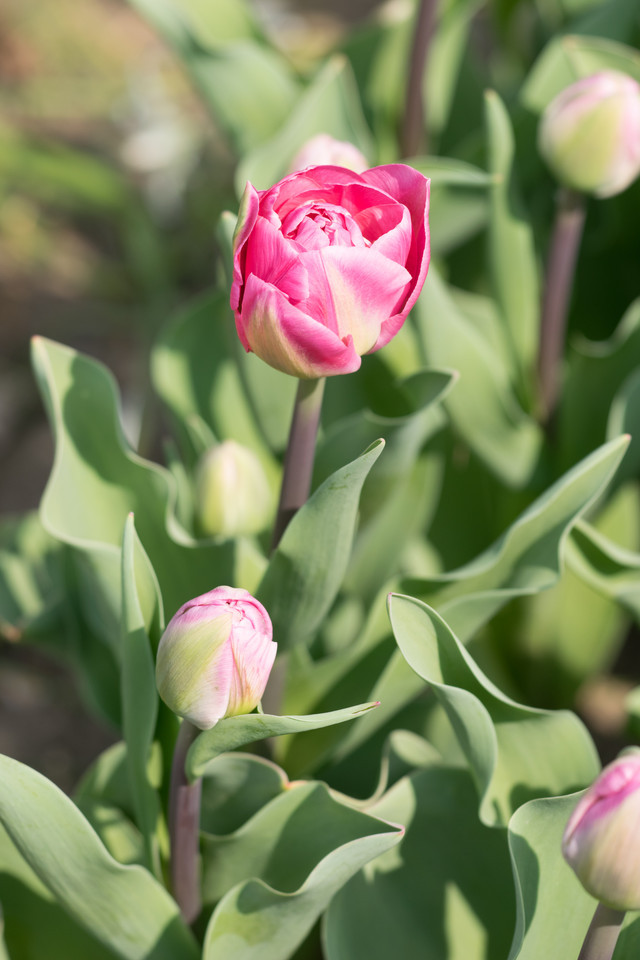 Gefüllte Garten-Tulpe Sorten