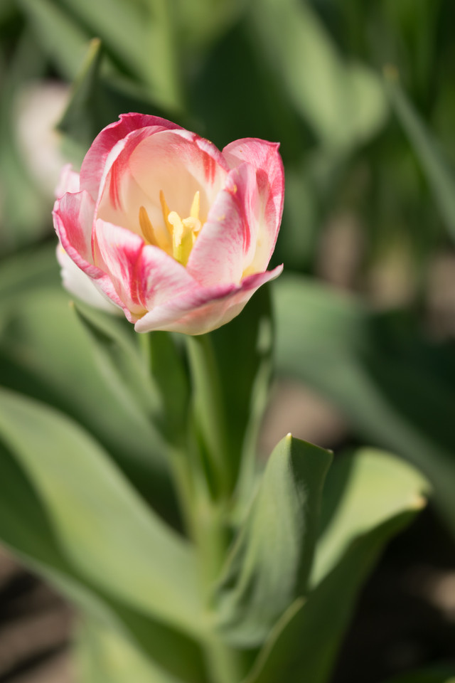 Garten-Tulpe Sorten
