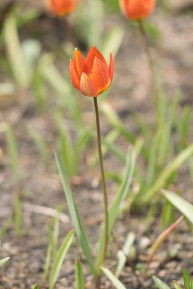 Rote Balkan-Tulpe (Wild-Tulpe)