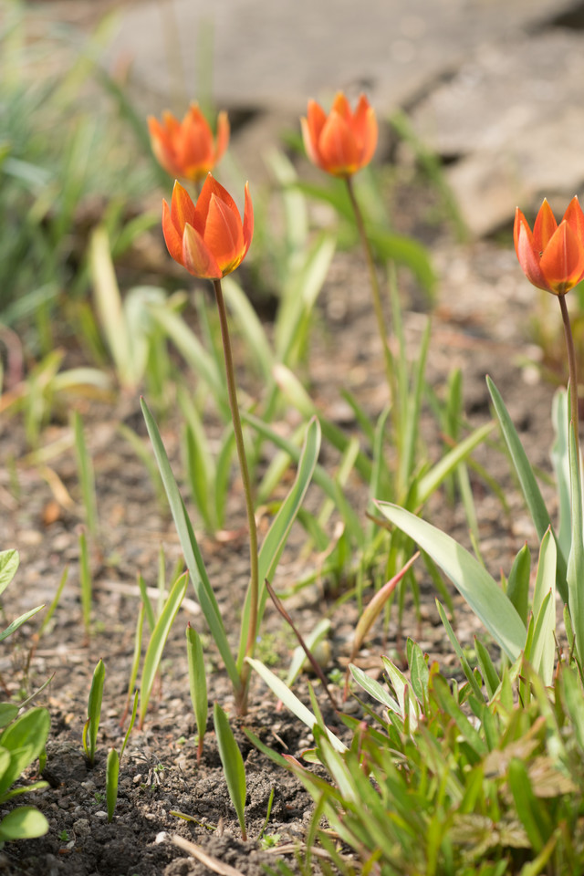 Rote Balkan-Tulpe (Wild-Tulpe)