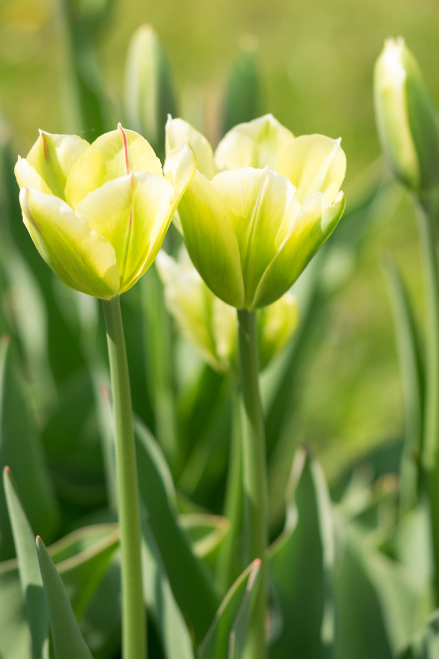 Garten-Tulpe (Virídiflora-Tulpe) Spring Green