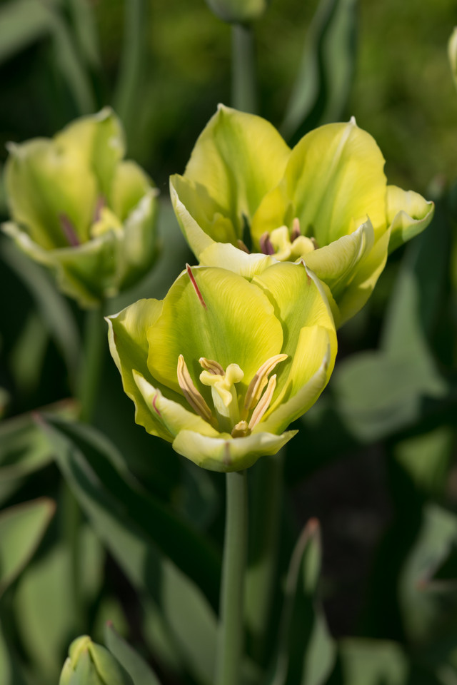Garten-Tulpe (Virídiflora-Tulpe) Spring Green